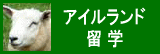 �A�C�������h���w